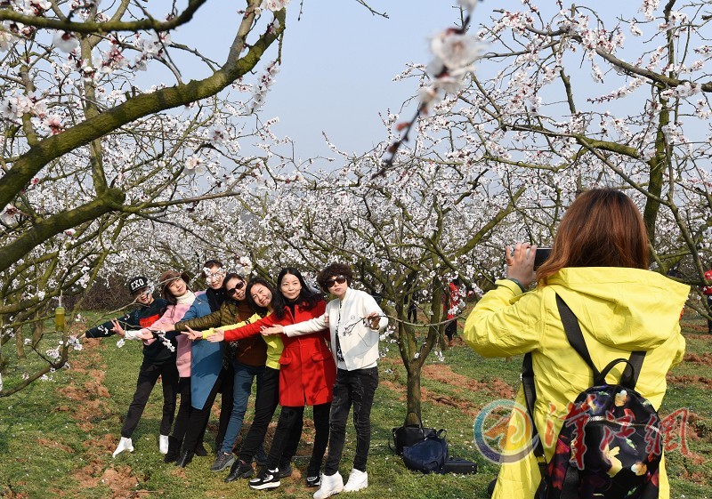 襄阳日报讯(通讯员史祎 桂春颂)3月8日,襄城区尹集乡肖冲村400亩杏花